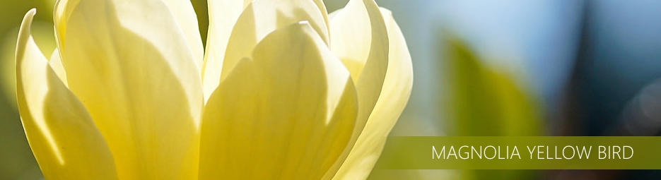 http://www.ogrodonline.com.pl/601,magnolia-brooklinska-yellow-bird-.html